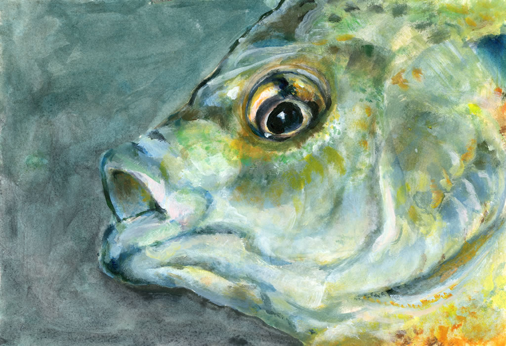 1024x701 What Killed Dunkard Creek Earth Island Journal Earth Island - Dead Fish Painting