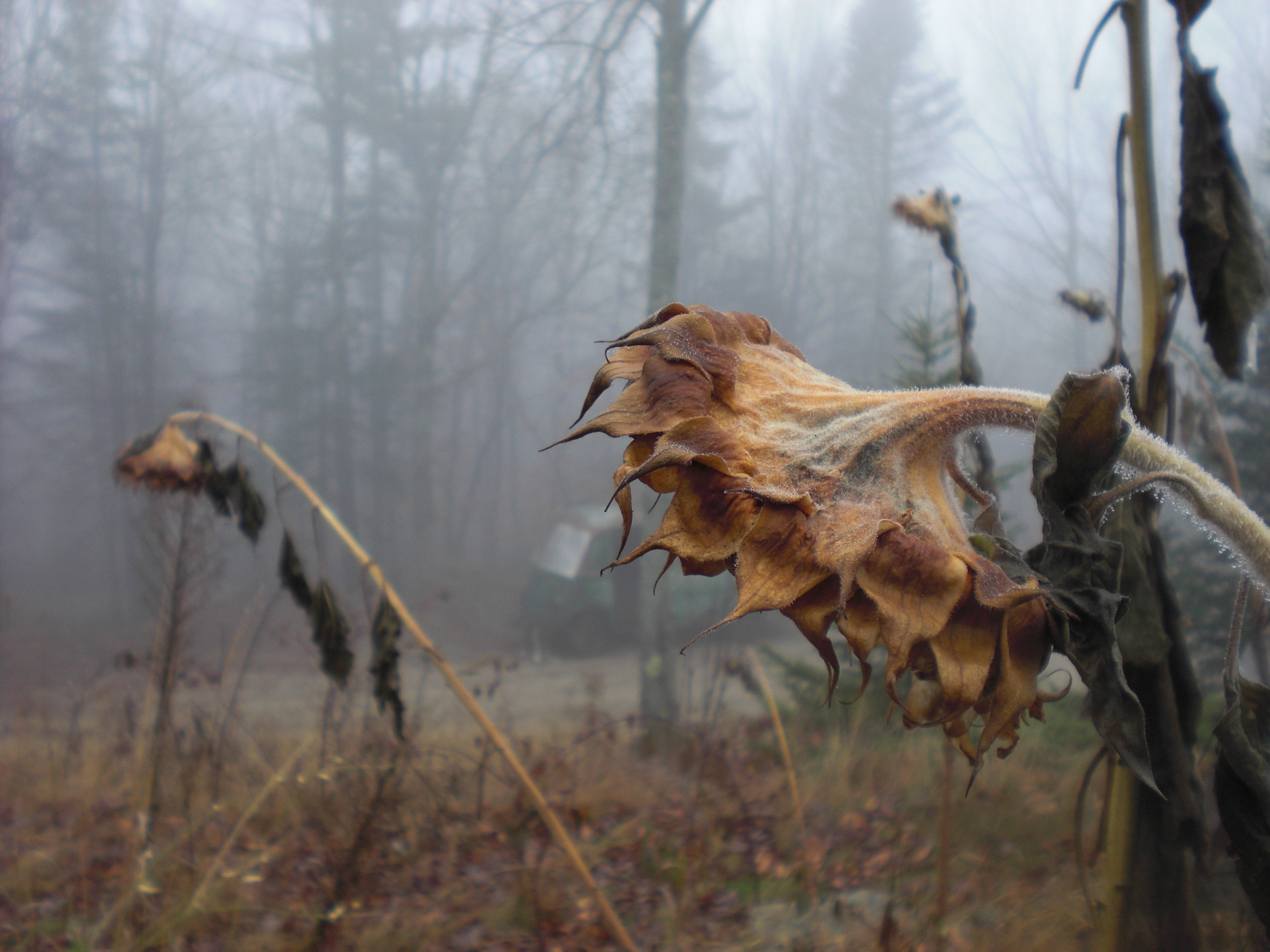 3264x2448 Dead Flower Photography Artbymichelle - Dead Flower Painting