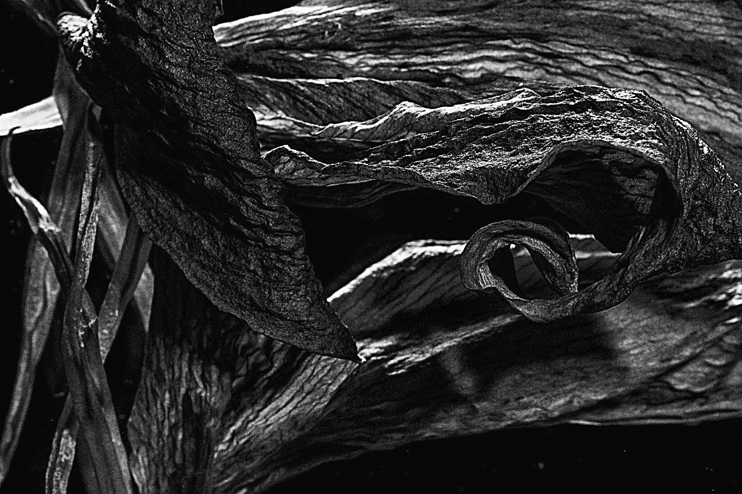 2466x1641 Light Painting Dead Flowers - Dead Flower Painting