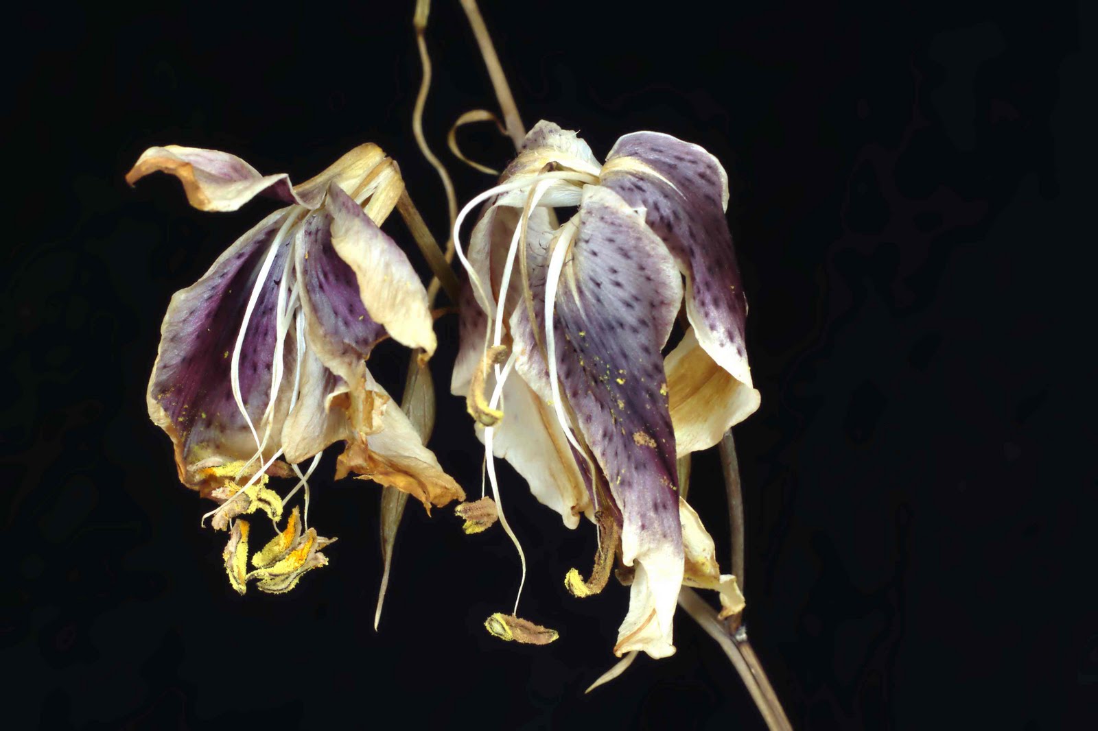 1600x1066 Paper, Canvas, Light Studio Practice W Dead Flower - Dead Flower Painting