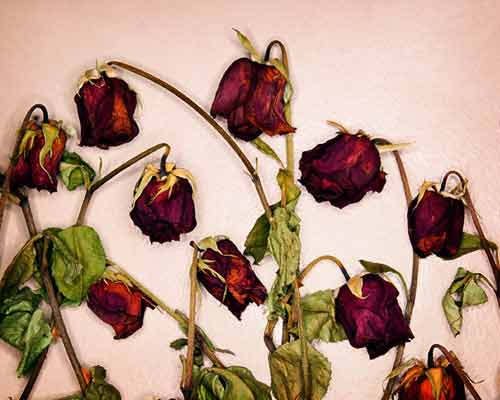 500x400 Dead Flowers No Place For Sheep - Dead Flower Painting