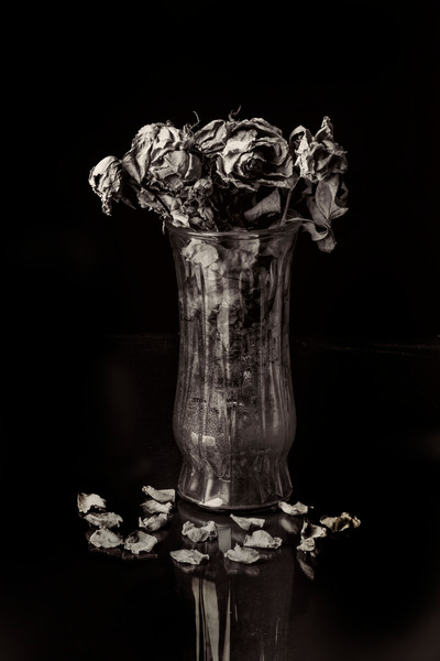 400x600 Faded Love Dead Roses Art Photographs For Metal Wall Art Or Canvas - Dead Flowers Painting