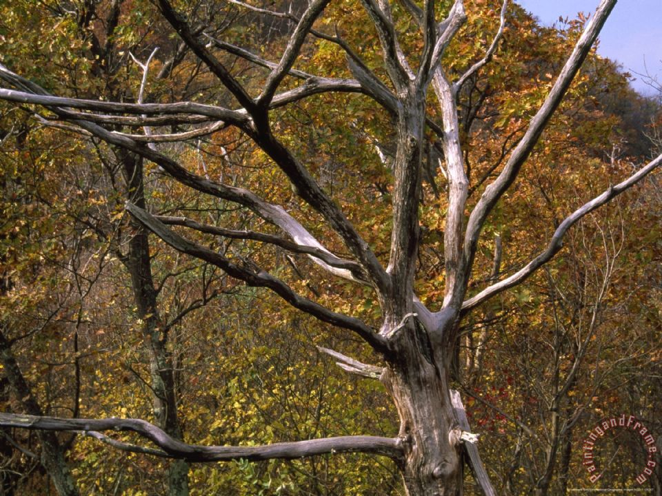 Dead Tree Painting at Explore collection of Dead