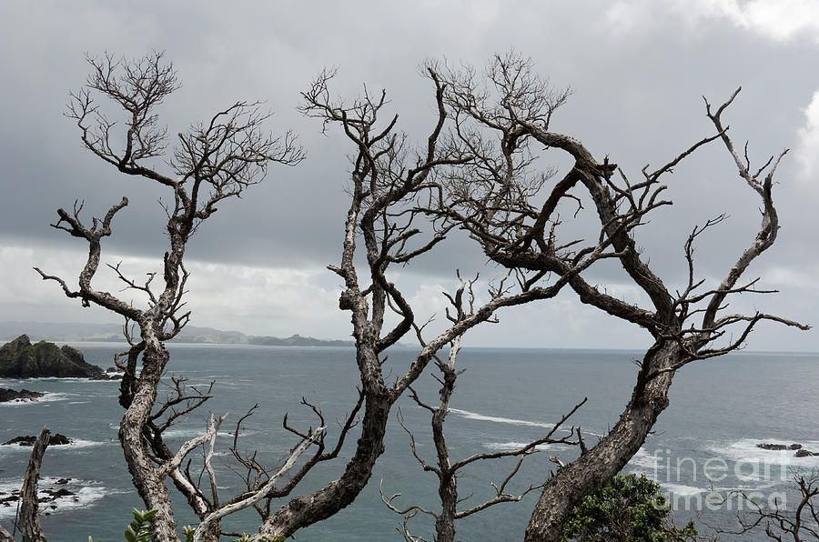 900x596 Watercolor Painting Of Dead Trees Dead Trees Painting - Dead Tree Painting