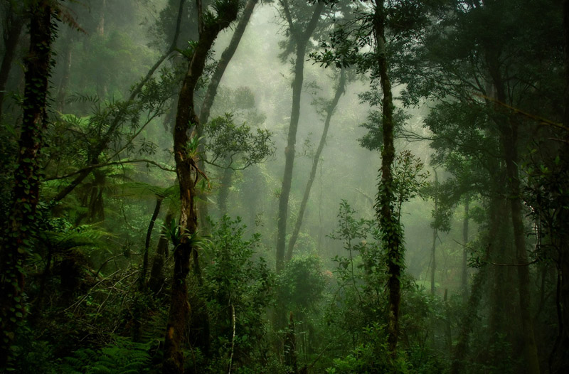 800x526 Deep Forest , A Photo From Sabah, East Trekearth - Deep Forest Painting
