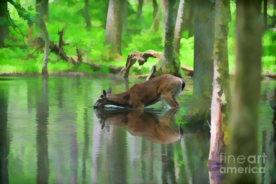 900x598 Deer Drinking Water Photograph By Dan Friend - Deer Drinking Water Painting