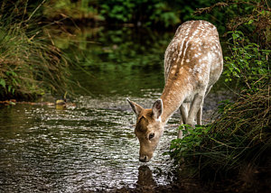 300x214 Deer Drinking Water Art - Deer Drinking Water Painting
