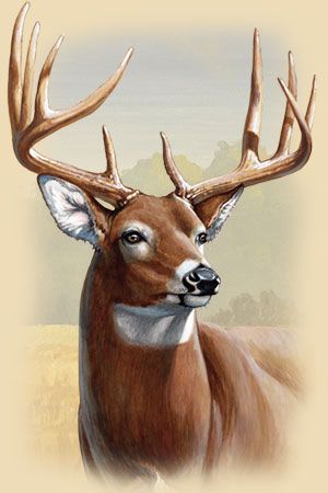 300x450 Free Deer Print Wood Burning Patterns Burt And Beulah, Whitetail - Deer Head Painting