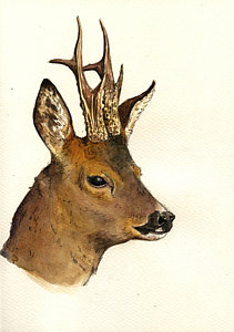 211x300 Roe Deer Head Study Painting By Juan Bosco - Deer Head Painting