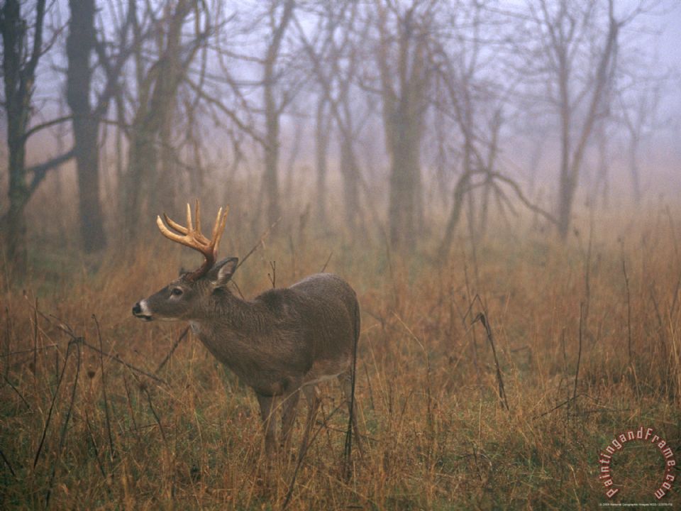 960x720 Raymond Gehman A 8 Point White Tailed Deer Buck Standing - Deer In Woods Painting