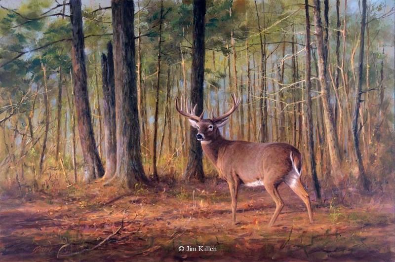 800x531 Woodland Trophy - Deer In Woods Painting