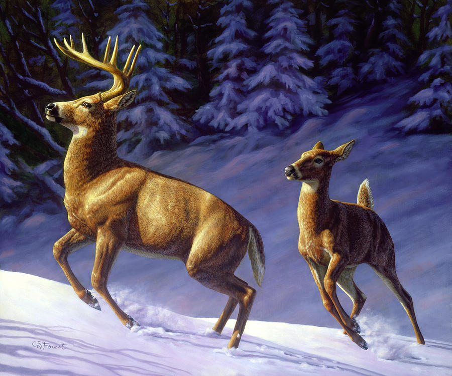900x750 Whitetail Deer Painting - Deer Painting