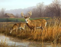 236x184 170 Best Deer Paintings Images On Deer, Wildlife Art - Deer Painting Images