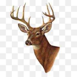 260x260 Deer Watercolor Painting - Deer Painting Images