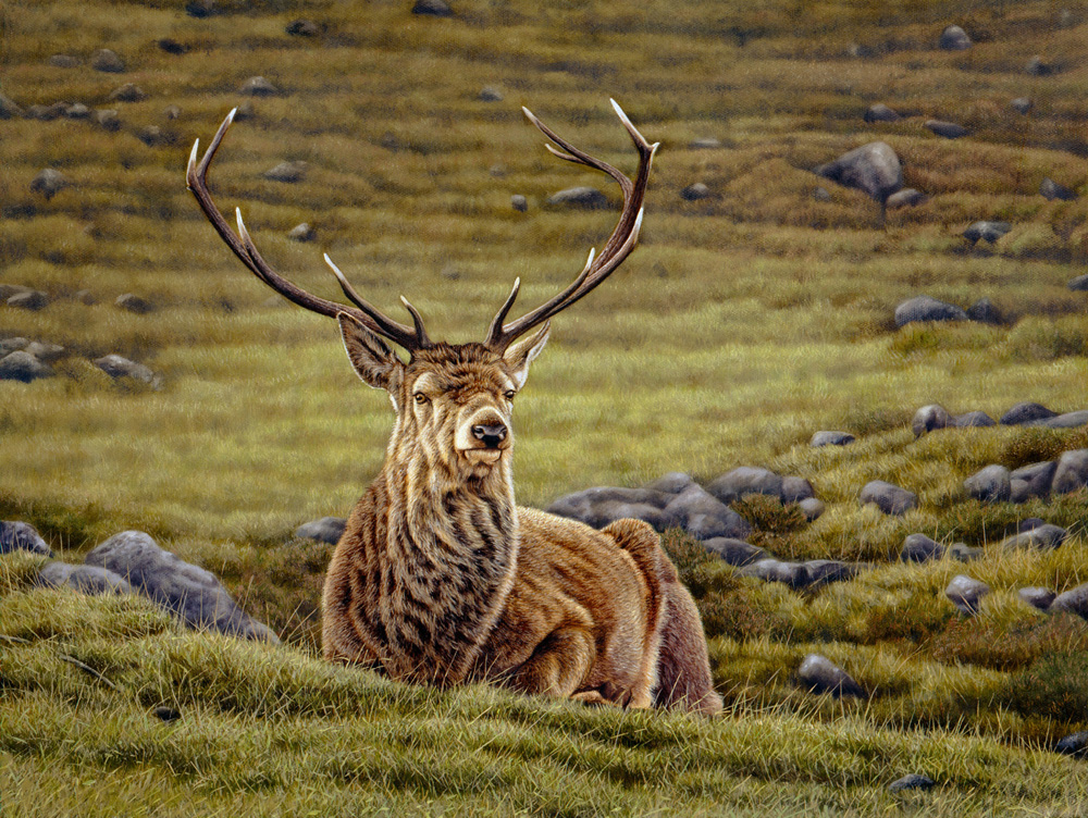 1000x752 Eric Wilson Wildlife Artist British Wildlife Art - Deer Painting Images