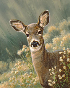 237x300 Autumn Fawn Blacktail Painting By Paul Krapf - Deer Painting Images