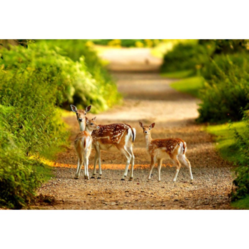 800x800 Buy Deer Painting - Deer Painting Images