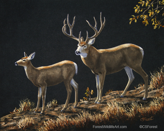 550x440 Crista Forest's Animals Amp Art Mule Deer Painting - Deer Painting Images