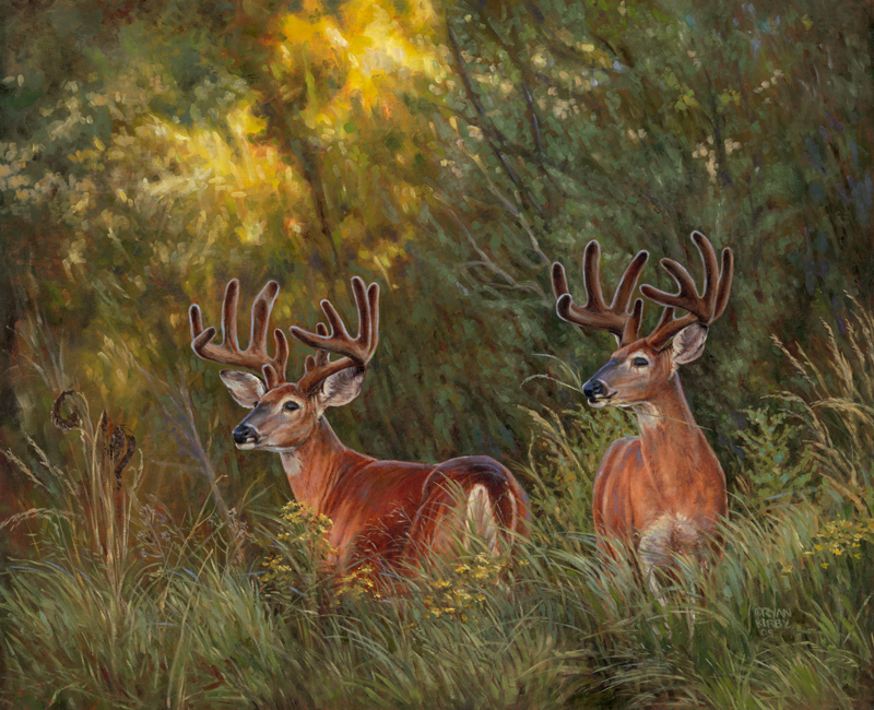 800x650 Ryan Kirby Art White Tailed Deer Original Oil Paintings - Deer Painting On Canvas