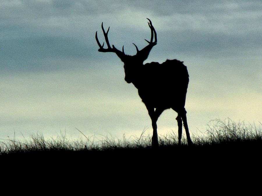 900x675 Dakota Deer Silhouette At Twilight Photograph By Marion Muhm - Deer Silhouette Painting