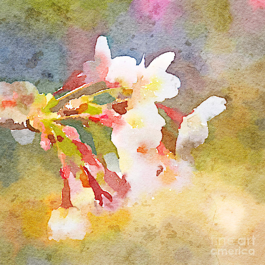 900x900 White Cherry Blossoms Digital Watercolor Painting 1 Painting By - Digital Watercolor Painting