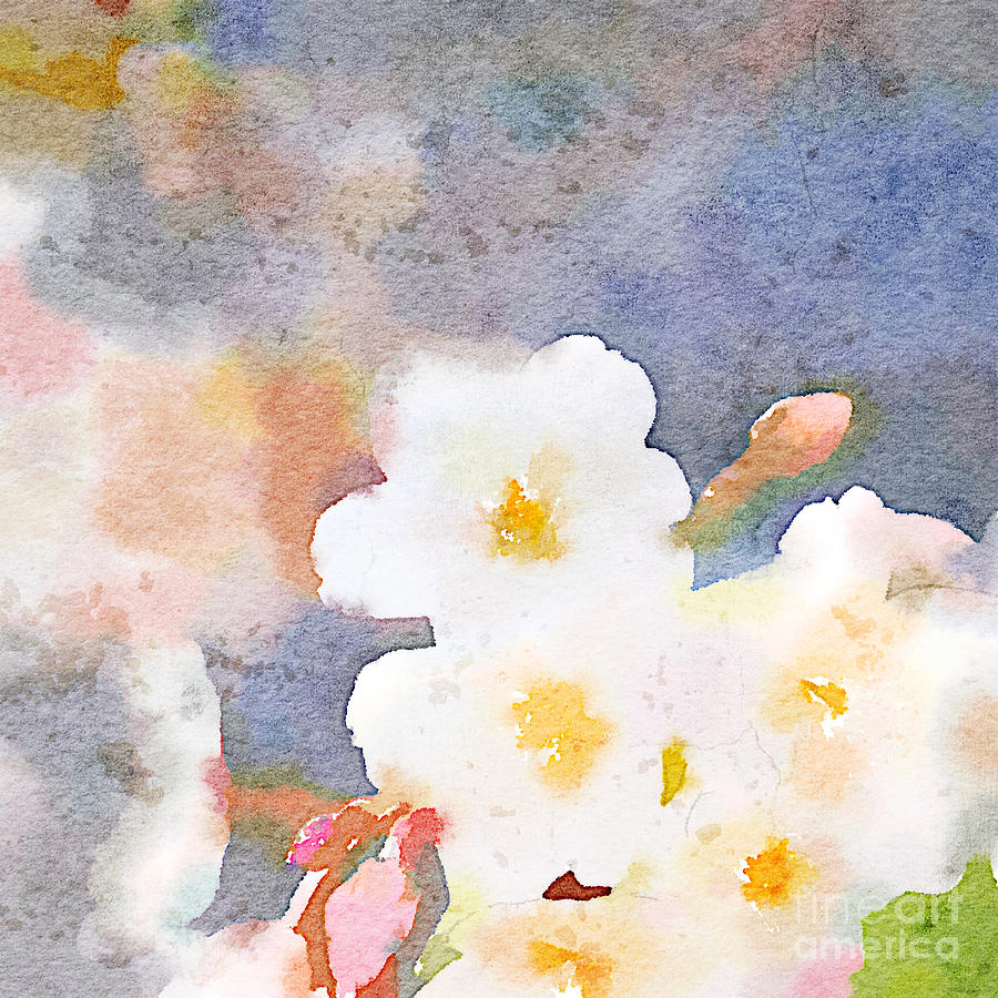 900x900 White Cherry Blossoms Digital Watercolor Painting 3 Painting By - Digital Watercolor Painting