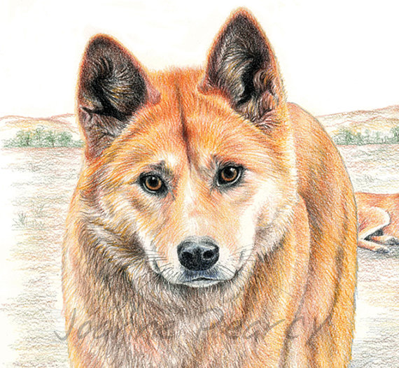 570x526 Dingo Australian Wildlife Art Greeting Card. Native Dog - Dingo Painting