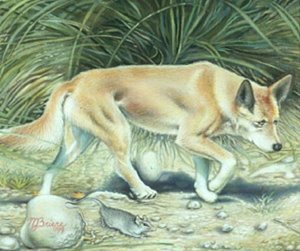 300x251 Dingo Dog And Shrew Painting By Michael Briere - Dingo Painting