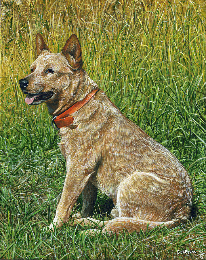 716x900 Dingo Painting By Cara Bevan - Dingo Painting