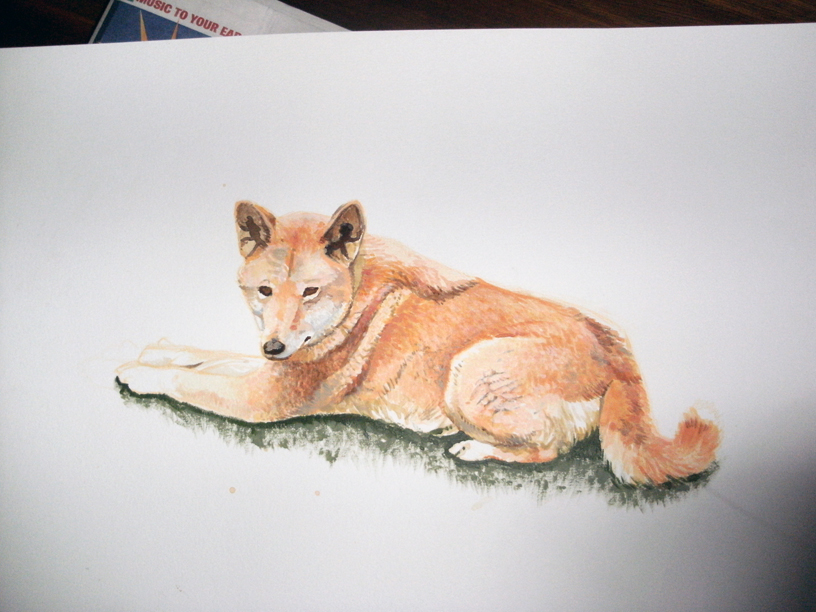 816x612 Dingo Painting By Diamondeden - Dingo Painting
