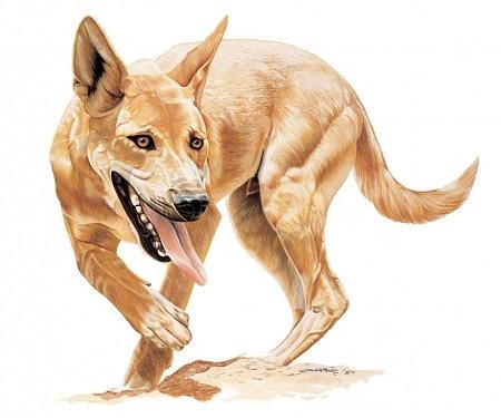 450x375 Dingo Painting By Ziya Eris - Dingo Painting