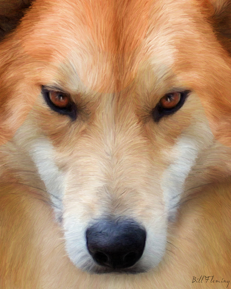 900x1125 Dingo By Komodoempire - Dingo Painting