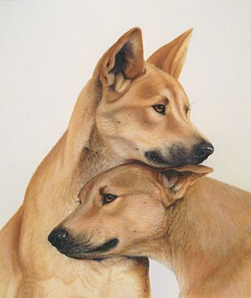 366x435 Dingo Pair - Dingo Painting