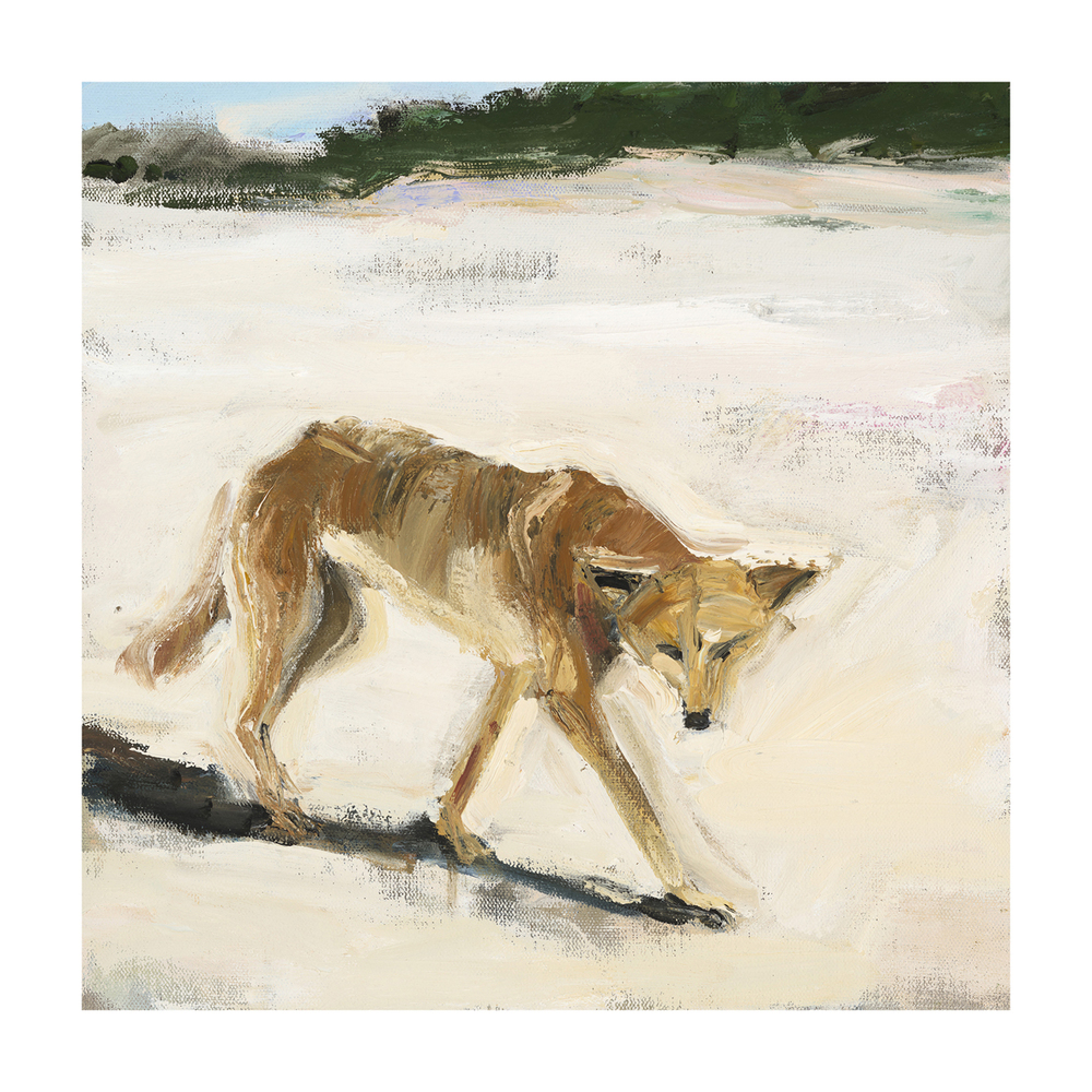 1000x1000 Fine Art Prints Available Tannya Harricks - Dingo Painting