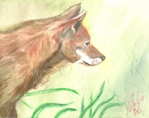 500x398 Wde 2 22 Dingo And 4 Sketches - Dingo Painting