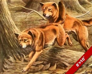 300x240 Wild Australian Dingoes Hunting Dingo Dog Art Painting Print - Dingo Painting