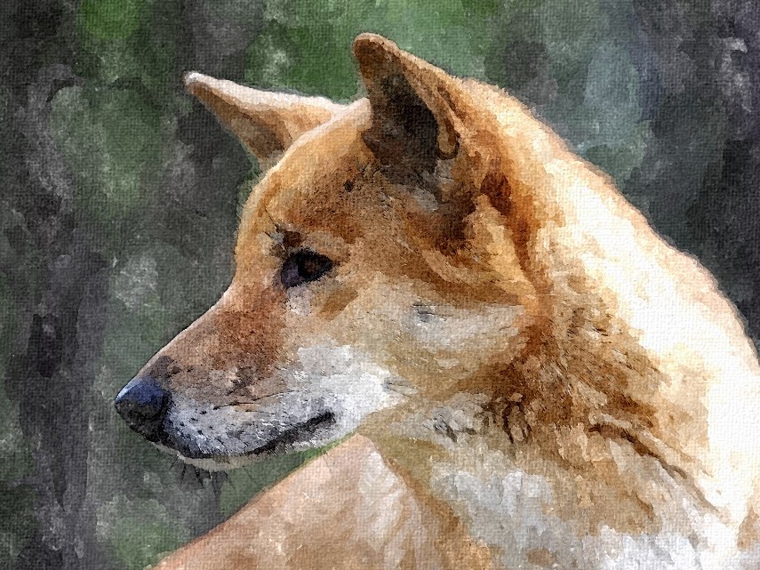 855x641 Watercolour Dingo By Starry Eyed Animals - Dingo Painting