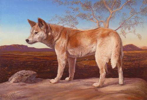 500x340 Dingo - Dingo Painting