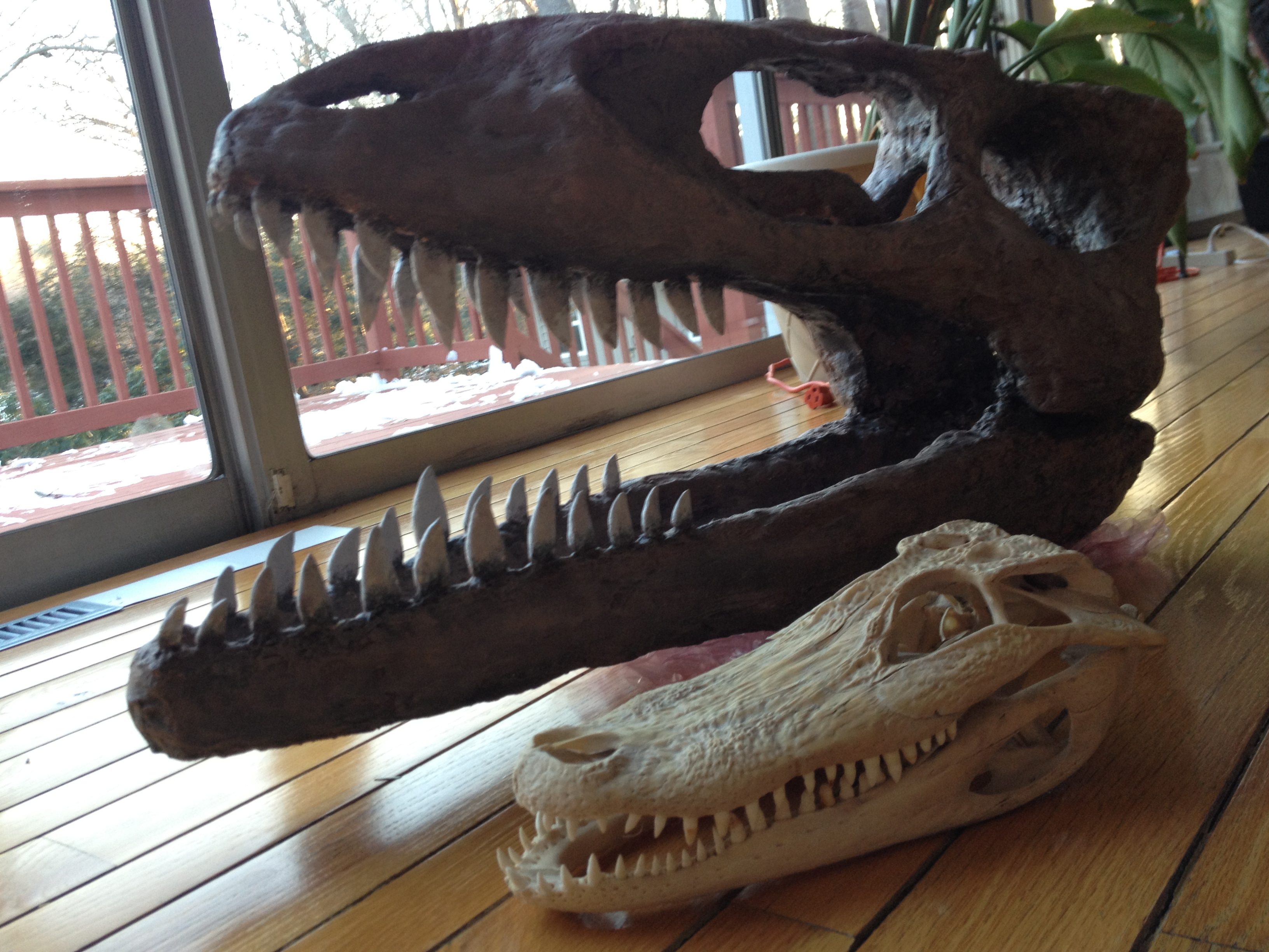 3264x2448 How To Make A Big Dinosaur Skull For Very Little Money - Dinosaur Painting Online