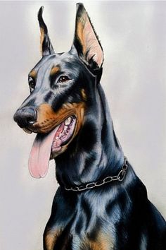 236x354 Doberman Oil Painting Dog Portrait Animal Pets Guard Original Art - Doberman Painting
