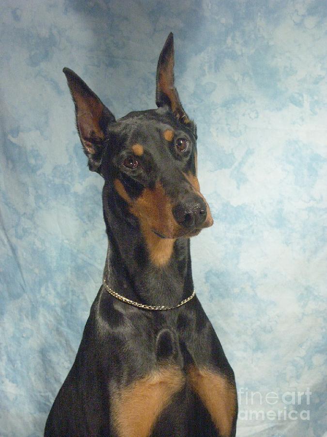 675x900 Doberman Pinscher 69 Digital Art By Larry Matthews - Doberman Painting