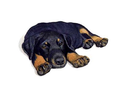 400x300 Dog Portraits Doberman Pinscher Puppy Painting By Isabel Clark Pet - Doberman Painting