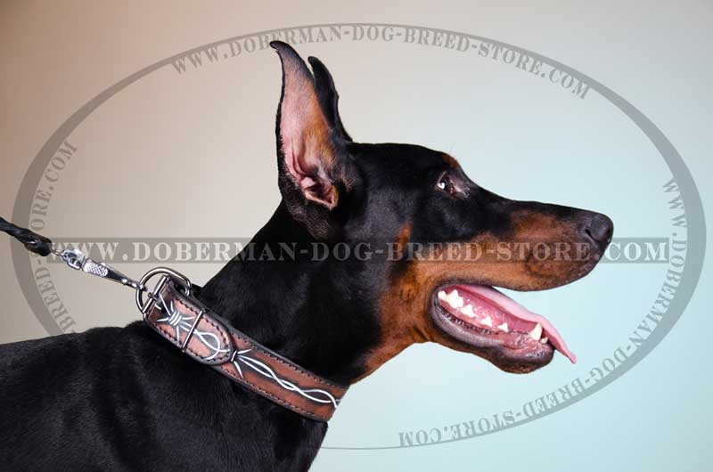 800x530 Look For Custom Leather Dog Collars Buy Handpainted Doberman Collar - Doberman Painting