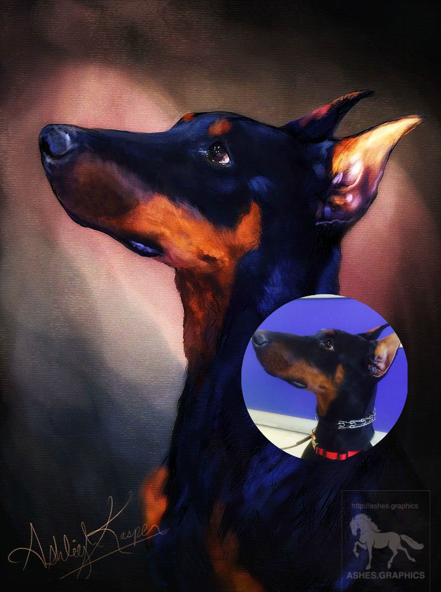 857x1151 Rough Doberman Painting By Ashes Graphics - Doberman Painting
