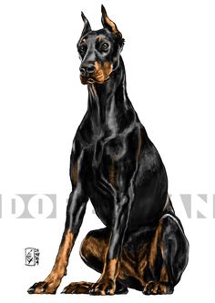 236x333 Love His Artwork Of Dogs Why I Love - Doberman Pinscher Painting