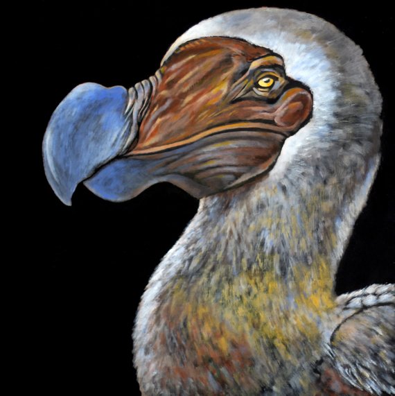 570x571 Dodo Bird Painting 8.5 X 11 Print From Original - Dodo Bird Painting