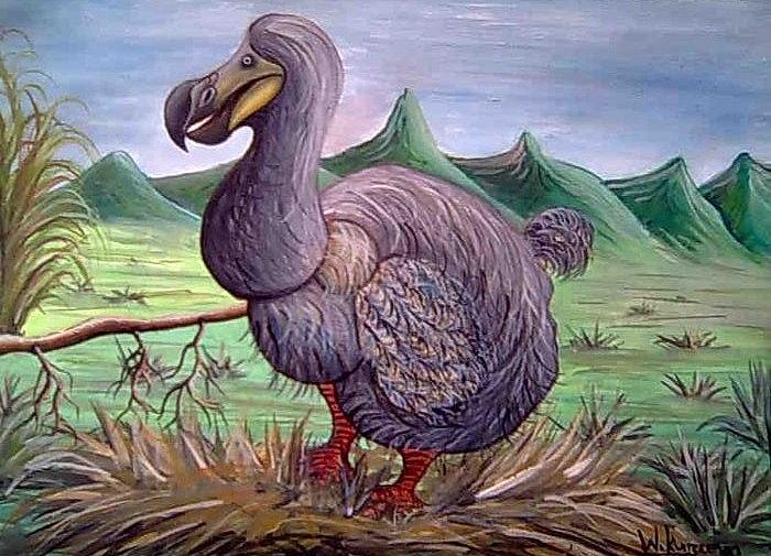 700x505 Dodo Painting By Wakeel Kurreeman - Dodo Bird Painting