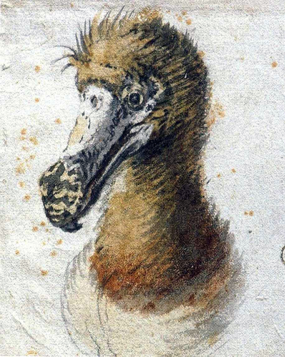 915x1145 Dodo Bird A Resilient Island Survivor Before The Arrival Of Humans - Dodo Bird Painting