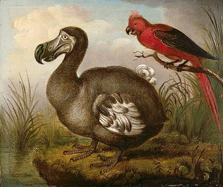 870x729 Dodos Were Not So Dumb After All The Japan Times - Dodo Bird Painting