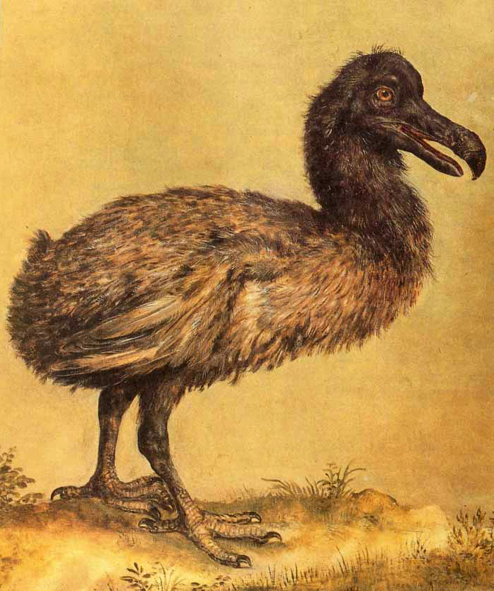 698x834 Filehoefnagel Dodo.jpg - Dodo Bird Painting